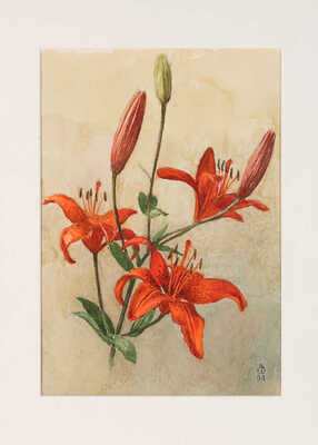 Шипиленко Александр Кузьмич. Лот из трех рисунков с лилиями 